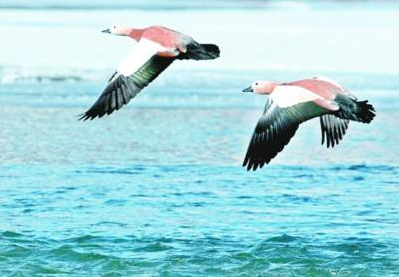 �p���΄�ȫ����� �� ������h׿Խ���g���绢������